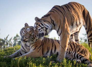 germany/palatinate/attraction/tier-erlebnispark-bell