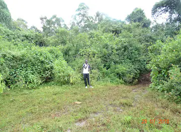 Show Ground Forest