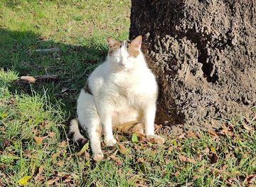 turkiye/alanya/attraction/the-fattest-cat-in-alanya