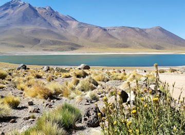 chile/norte-grande/attraction/laguna-miniques