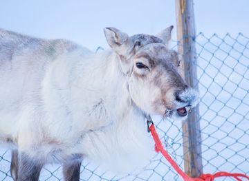 norway/finnmark-plateau/attraction/midt-finnmark-siida-a-uniqe-northen-sami-experience