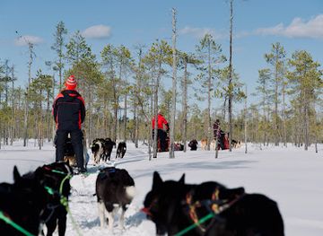 sweden/halsingland/attraction/sweden-husky-tours