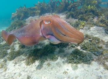 australia/sydney-basin/attraction/ecotreasures-manly-snorkel-tour