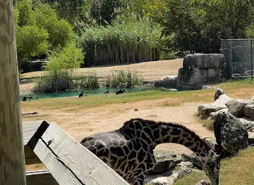 Cameron Park Zoo