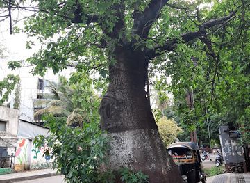 india/pune/shivajinagar/attraction/very-big-trunk-tree