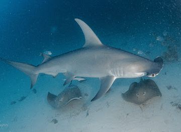 maldives/hulhumale-island/attraction/shark-tank-maldives