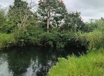 Caño tiburones