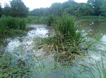 louisiana/atchafalaya-basin/attraction/longfellow-evangeline-state-historic-site