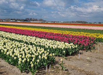 netherlands/bollenstreek/attraction/tuliplandrovertour-com