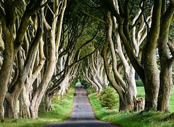 ireland/ulster-part-within-current-ireland/attraction/the-dark-hedges