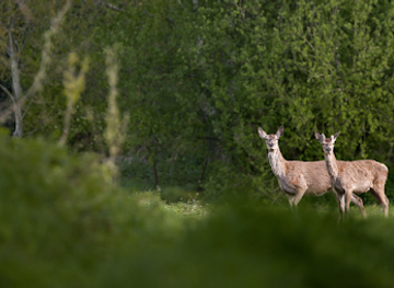 belgium/duchy-of-limburg/attraction/sint-maartensheide
