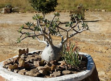 madagascar/isalo-national-park/attraction/botanic-park