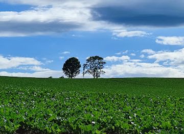 japan/hokkaido/attraction/parent-child-tree-biei-cho