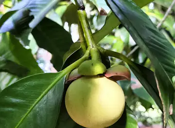 มังคุดร้อยปี