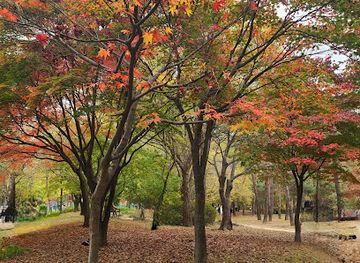 south-korea/gyeonggi-province/attraction/seoul-forest-splash-fountain