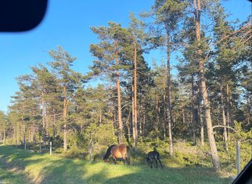 sweden/gotaland/attraction/gotlandponies-at-lojstahed
