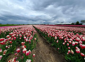 netherlands/bollenstreek/attraction/katwijk-lighthouse