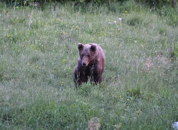 slovenia/postojna-cave/attraction/bear-wathing-slovenia