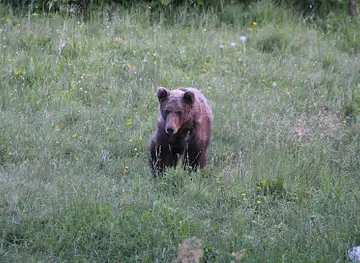 Bear Wathing Slovenia