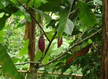 indonesia/bali/attraction/wedang-sari-agro-wisata