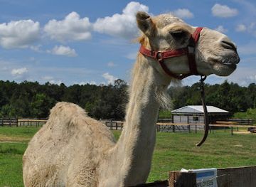 florida/ocala/attraction/petting-zoo-ocala