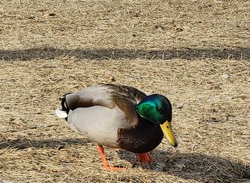 wisconsin/southeast-wisconsin/attraction/frazier-point-lookout