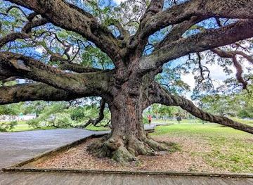 florida/jacksonville/attraction/treaty-oak