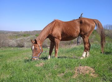 croatia/baranja/attraction/ibolda