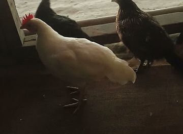 bhutan/dagana-district/attraction/sangkha