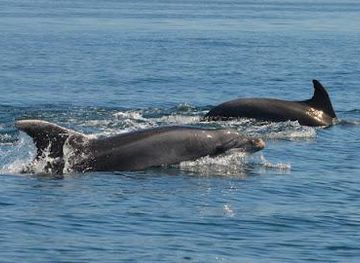 portugal/faro/attraction/seacret-tours-boat-trips-in-albufeira