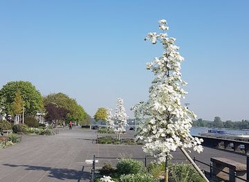 germany/bonn/attraction/kieler-riese