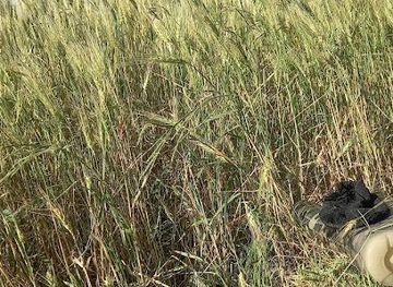 ethiopia/bale-mountains-national-park/attraction/tamela-burqitu