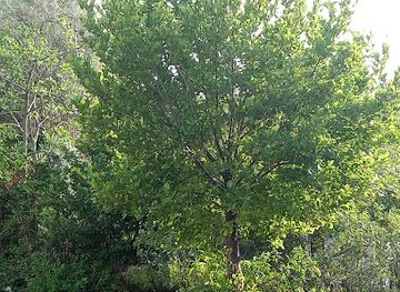 algeria/gueltara/attraction/el-jirath-lgirath