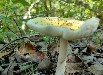 costa-rica/liberia/attraction/indigo-adventure-park