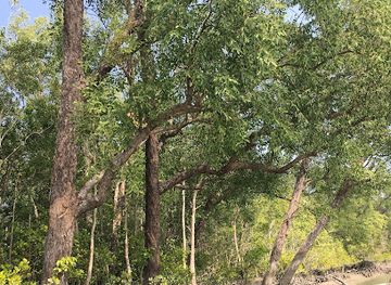 bangladesh/sundarbans/attraction/hiron-point-trail-khulna