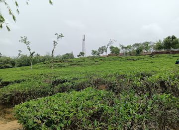 bangladesh/sylhet-division/attraction/lakkatura-tea-garden-mountain