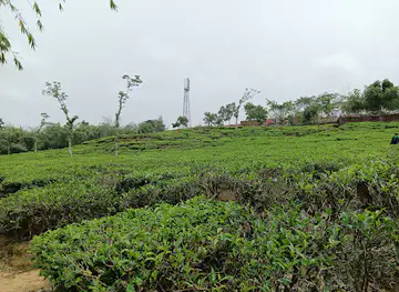 Lakkatura Tea Garden Mountain
