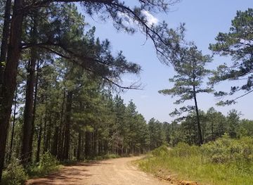 louisiana/kisatchie-national-forest/attraction/longleaf-trail-scenic-byway