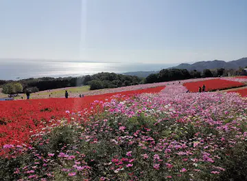 Hyogo Prefecture Awaji Hanasajiki