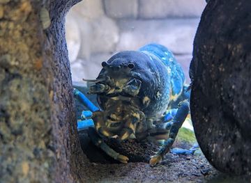 united-kingdom/whitby/attraction/whitby-marine-discovery-centre-whitby-lobster-hatchery