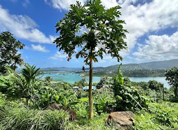 micronesia/pohnpei/attraction/japanese-wwii-anti-aircraft-guns