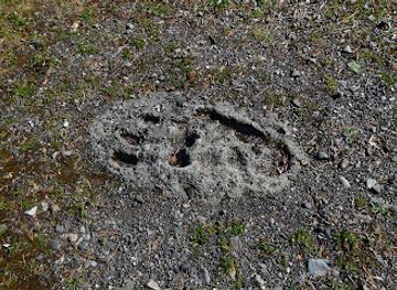 sweden/ostersund/attraction/fotspar-efter-storsjoodjuret