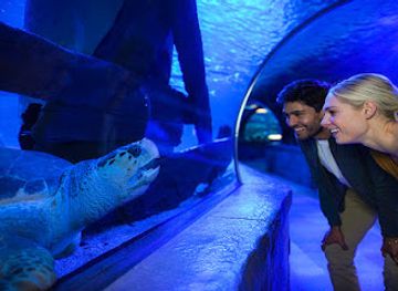 minnesota/minnesota-river-valley/attraction/sea-life-at-mall-of-america