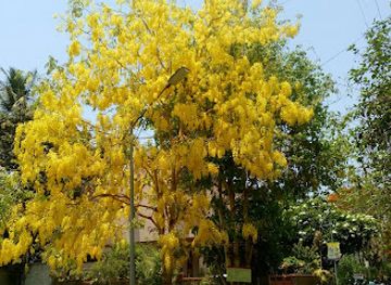 india/nashik/college-road/attraction/yewalekar-mala