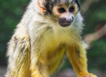 south-africa/cape-town/attraction/world-of-birds-wildlife-sanctuary-monkey-park