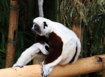 madagascar/atsinanana/attraction/lemur-park