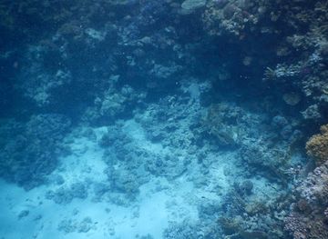 egypt/ras-muhammad-national-park/attraction/111