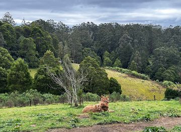 australia/gippsland/attraction/south-gippsland-tank-adventures
