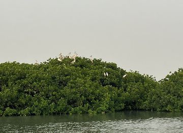 senegal/cap-skirring/attraction/ile-aux-oiseaux