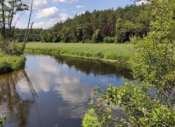 poland/bory-tucholskie/attraction/rzeka-wda-rezerwat-krzywe-kolo